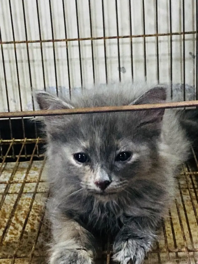 Persian kitten for sale urgent — photo 4