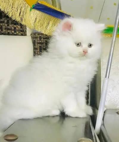 Person Female kitten for sale Whatsapp Number 0370//3659//941