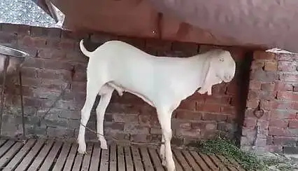 Gulabi Bakra For Sale _ 03228068296 — photo 2