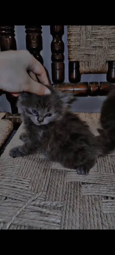Persian gray kitten