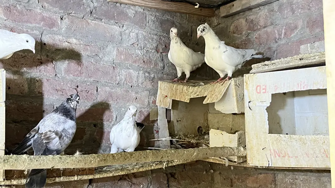 pigeons for sale | kabooter for sale | birds for sale — photo 6
