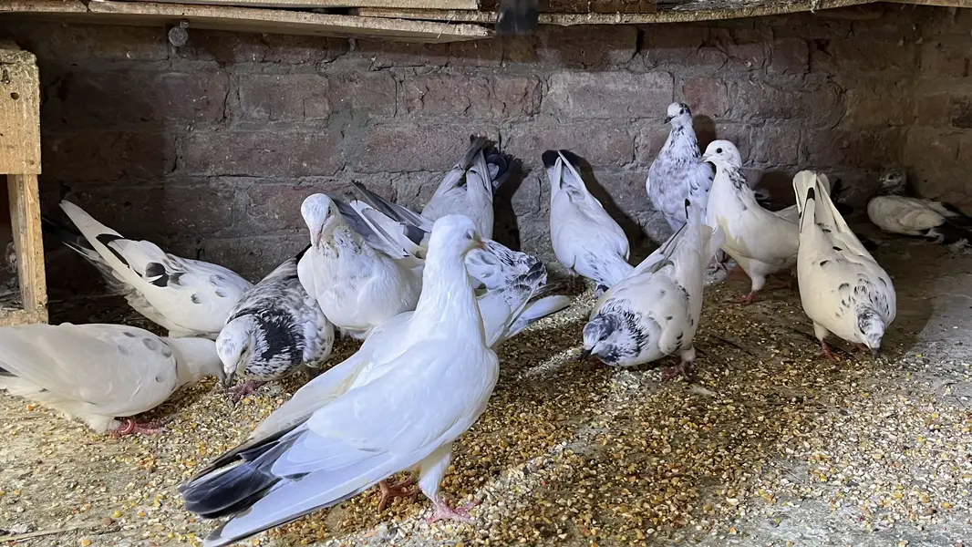 pigeons for sale | kabooter for sale | birds for sale — photo 7