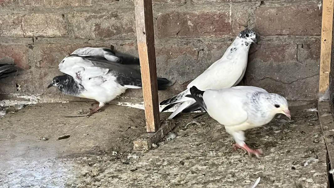 pigeons for sale | kabooter for sale | birds for sale — photo 8