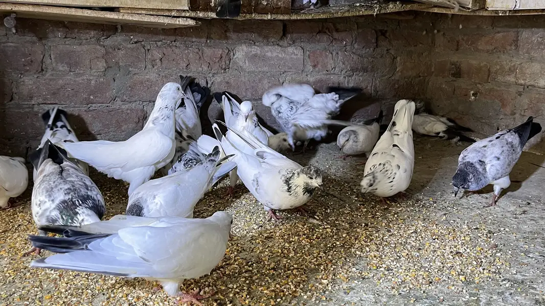 pigeons for sale | kabooter for sale | birds for sale — photo 10
