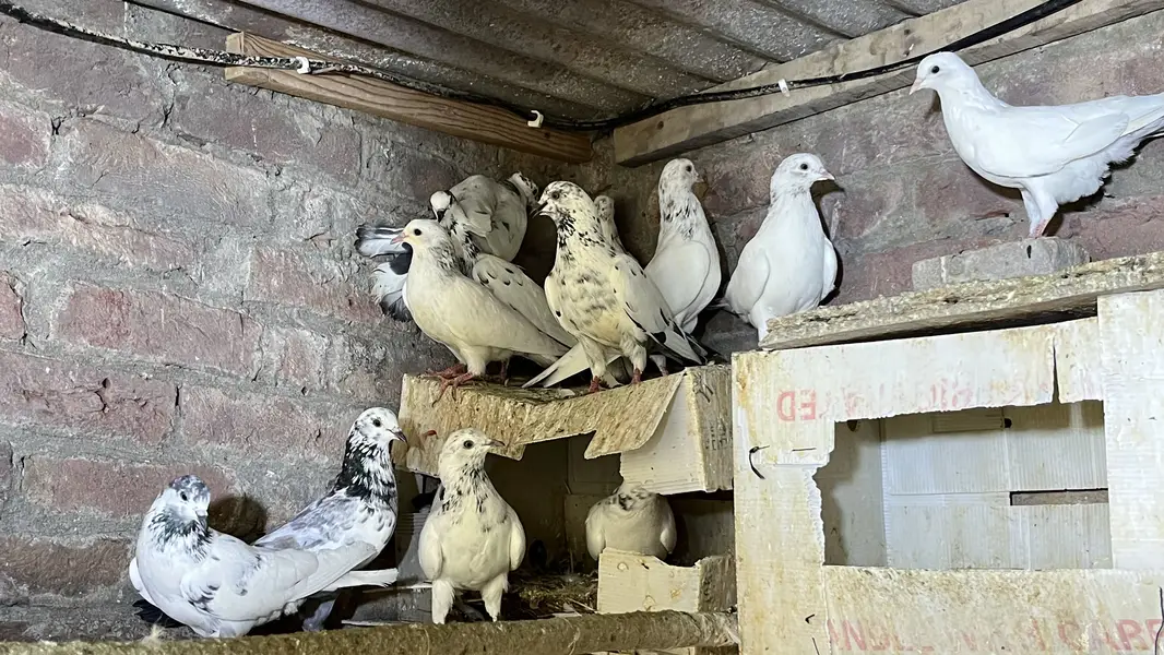 pigeons for sale | kabooter for sale | birds for sale — photo 11