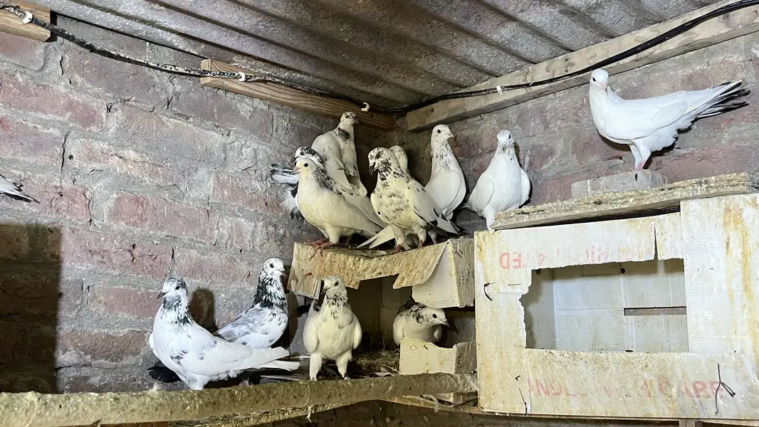 pigeons for sale | kabooter for sale | birds for sale — photo 12