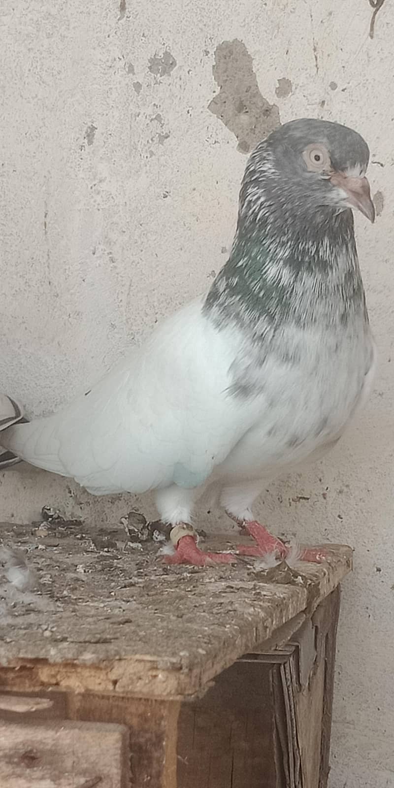 pigeon 0