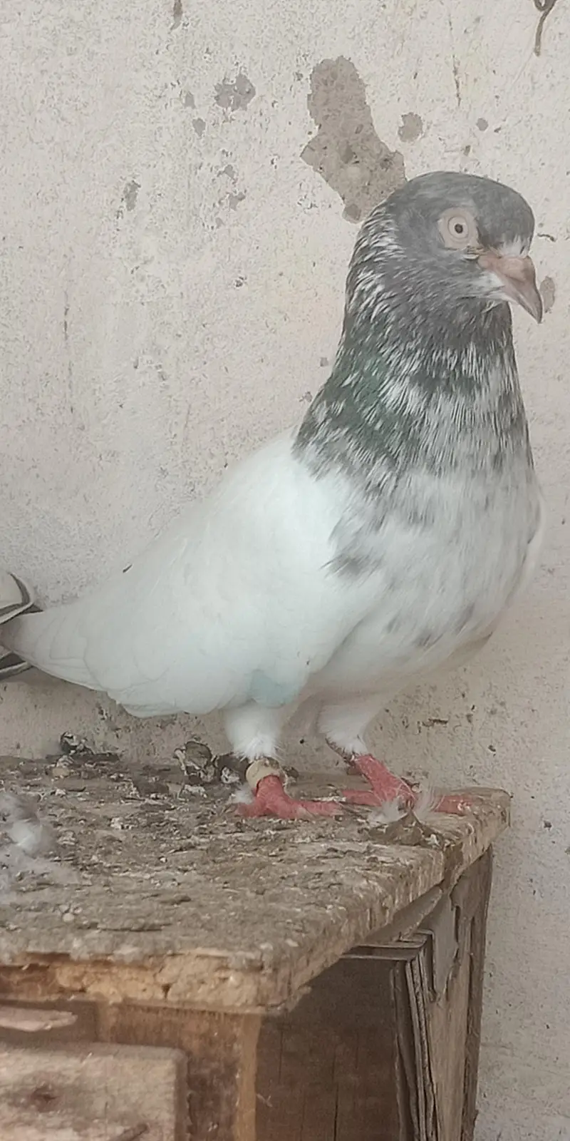 pigeon