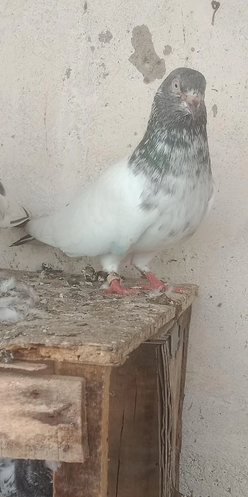 pigeon — photo 2