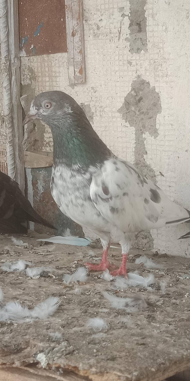 pigeon 2
