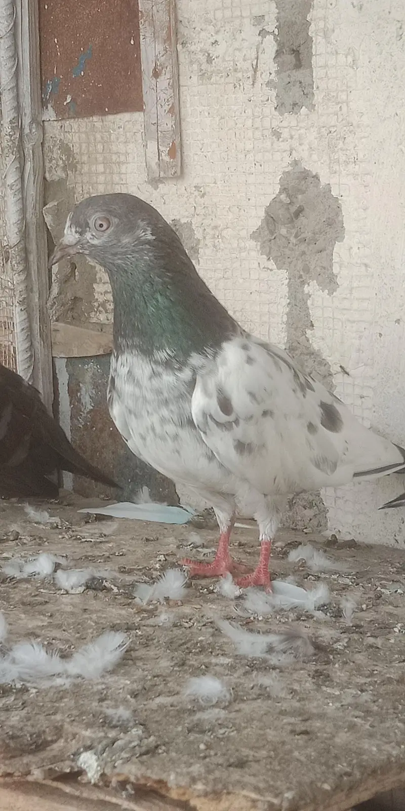 pigeon — photo 3