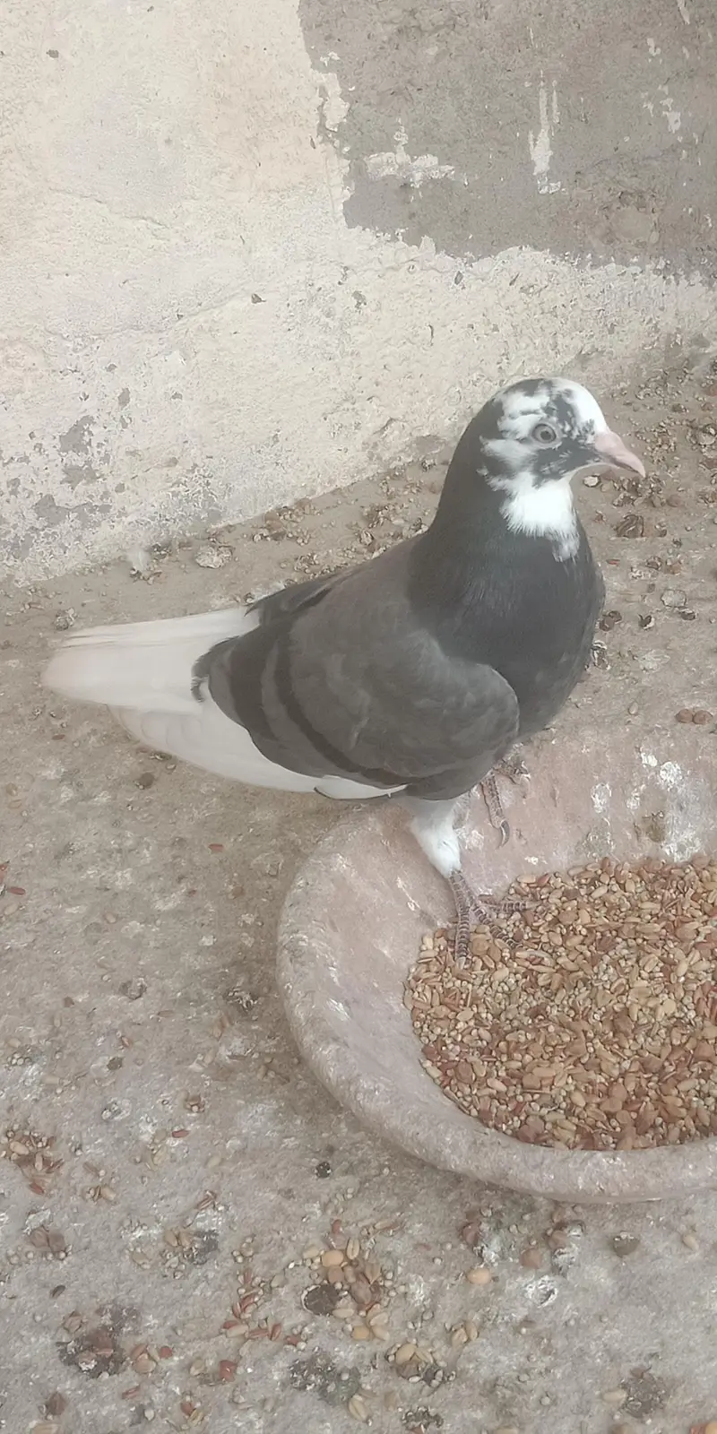 pigeon — photo 4