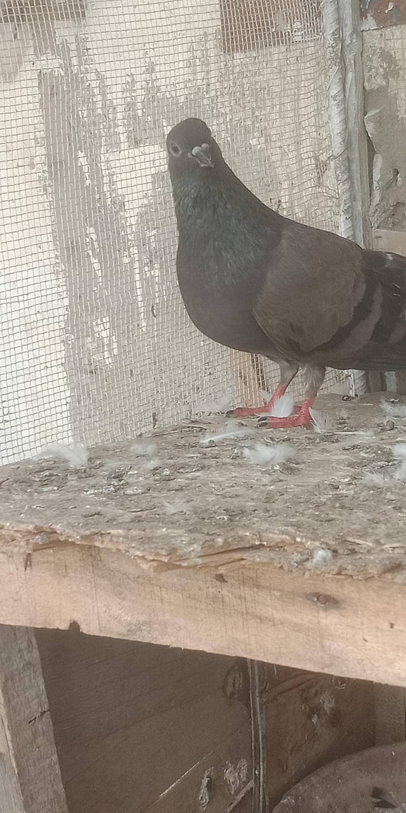 pigeon 4