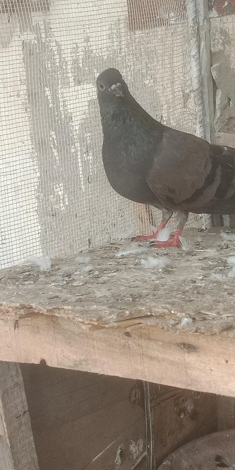 pigeon — photo 5