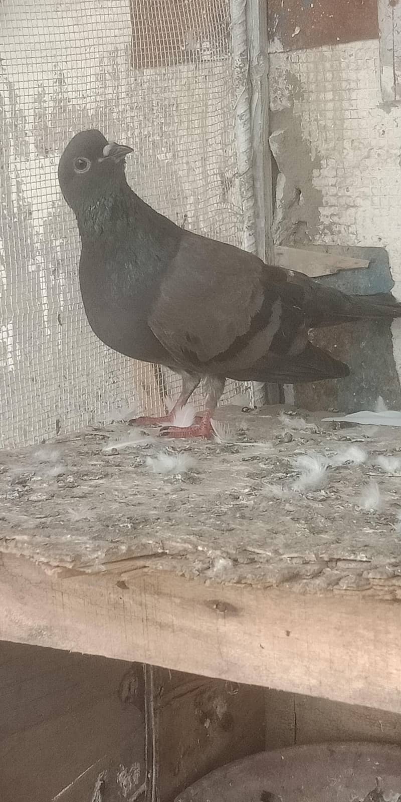 pigeon 5