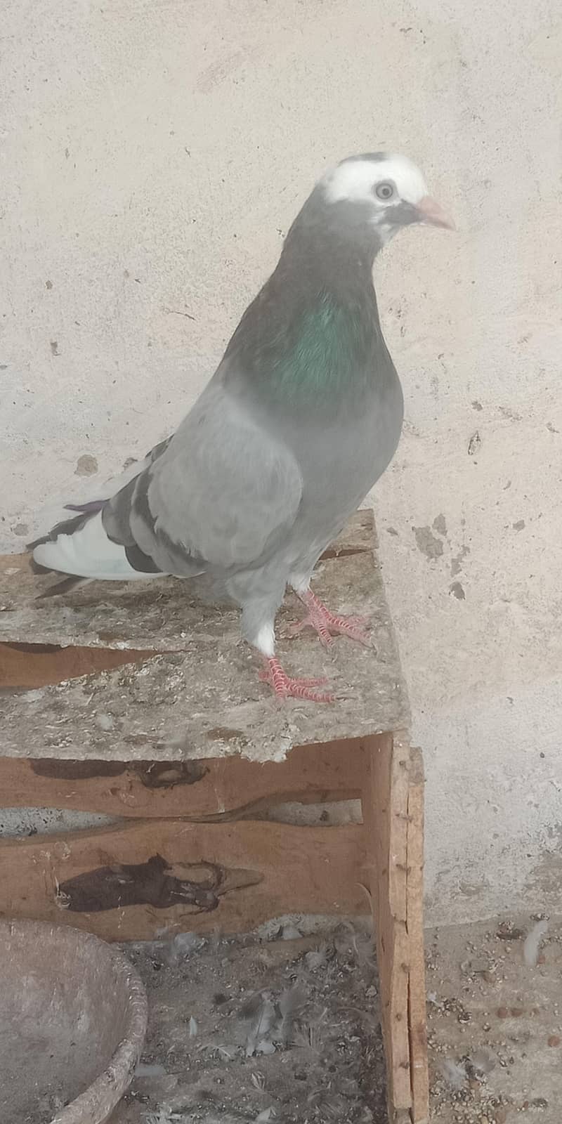 pigeon 6