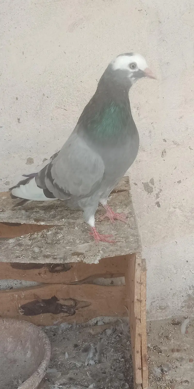 pigeon — photo 7