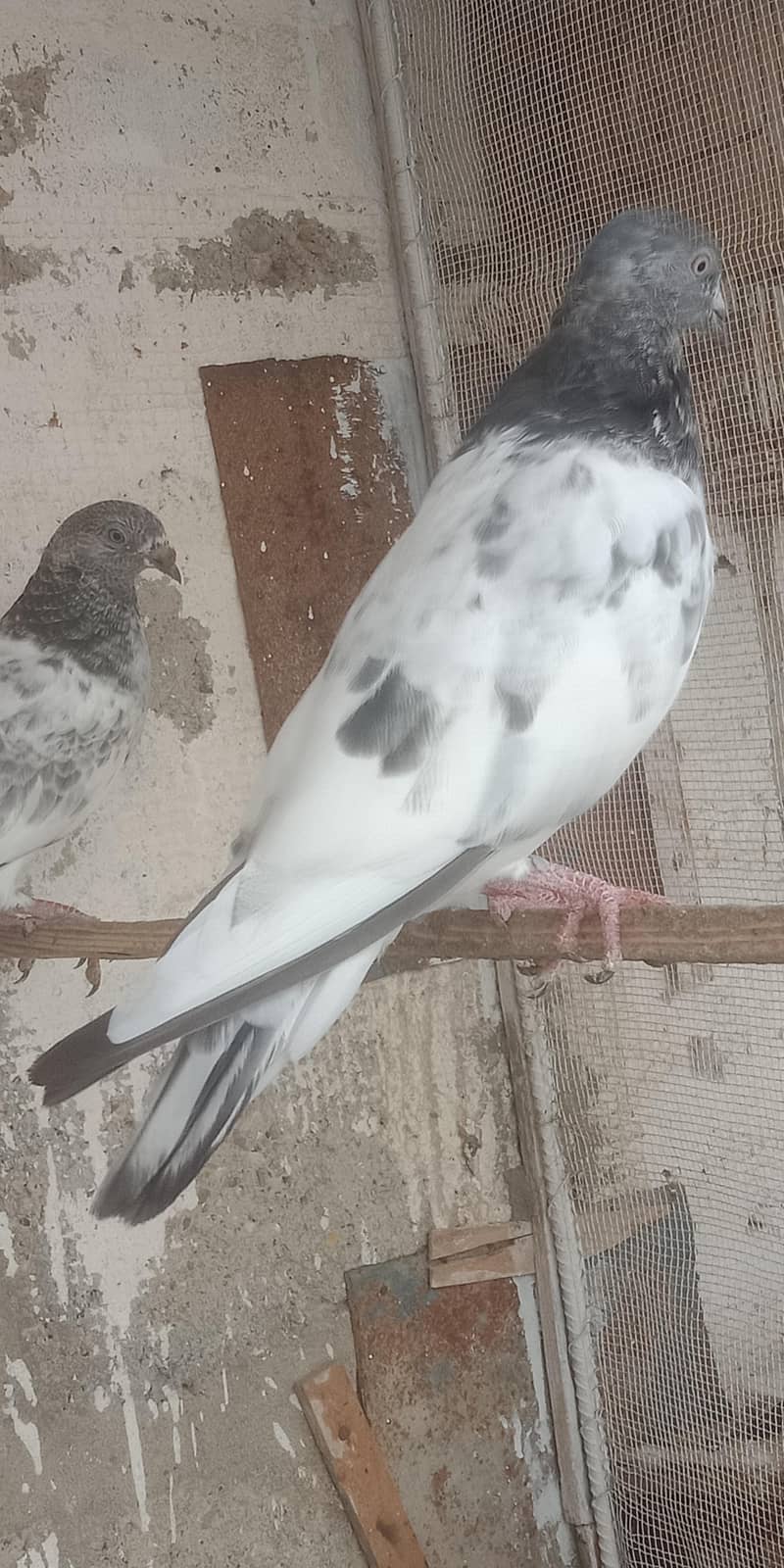 pigeon 7