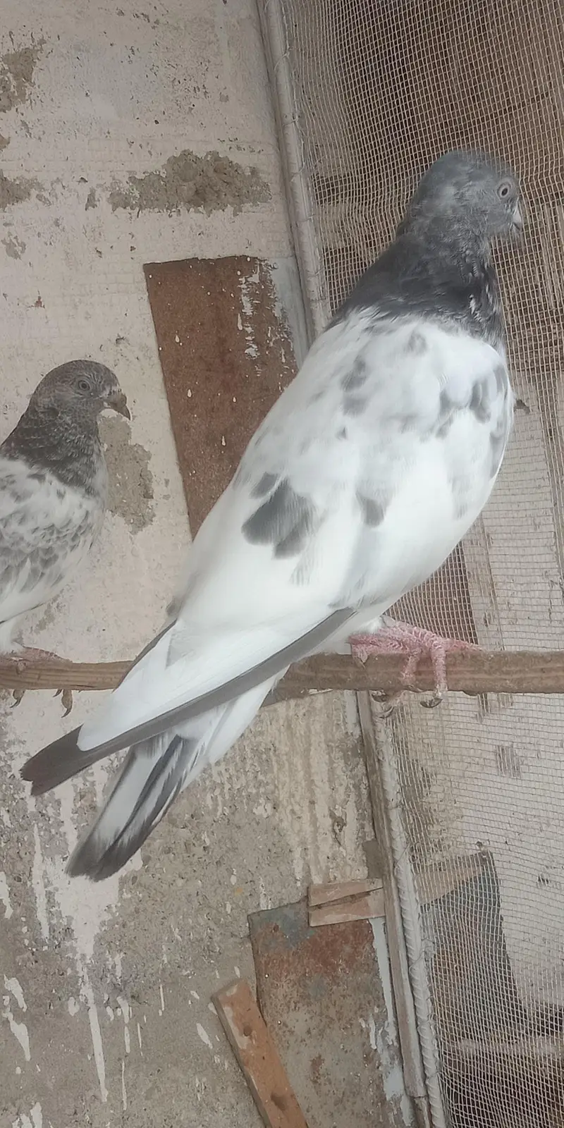 pigeon — photo 8