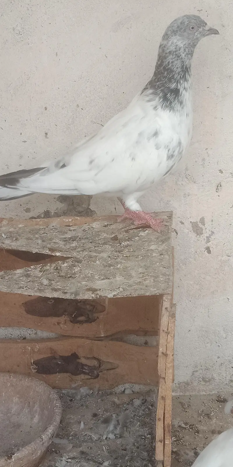 pigeon — photo 9