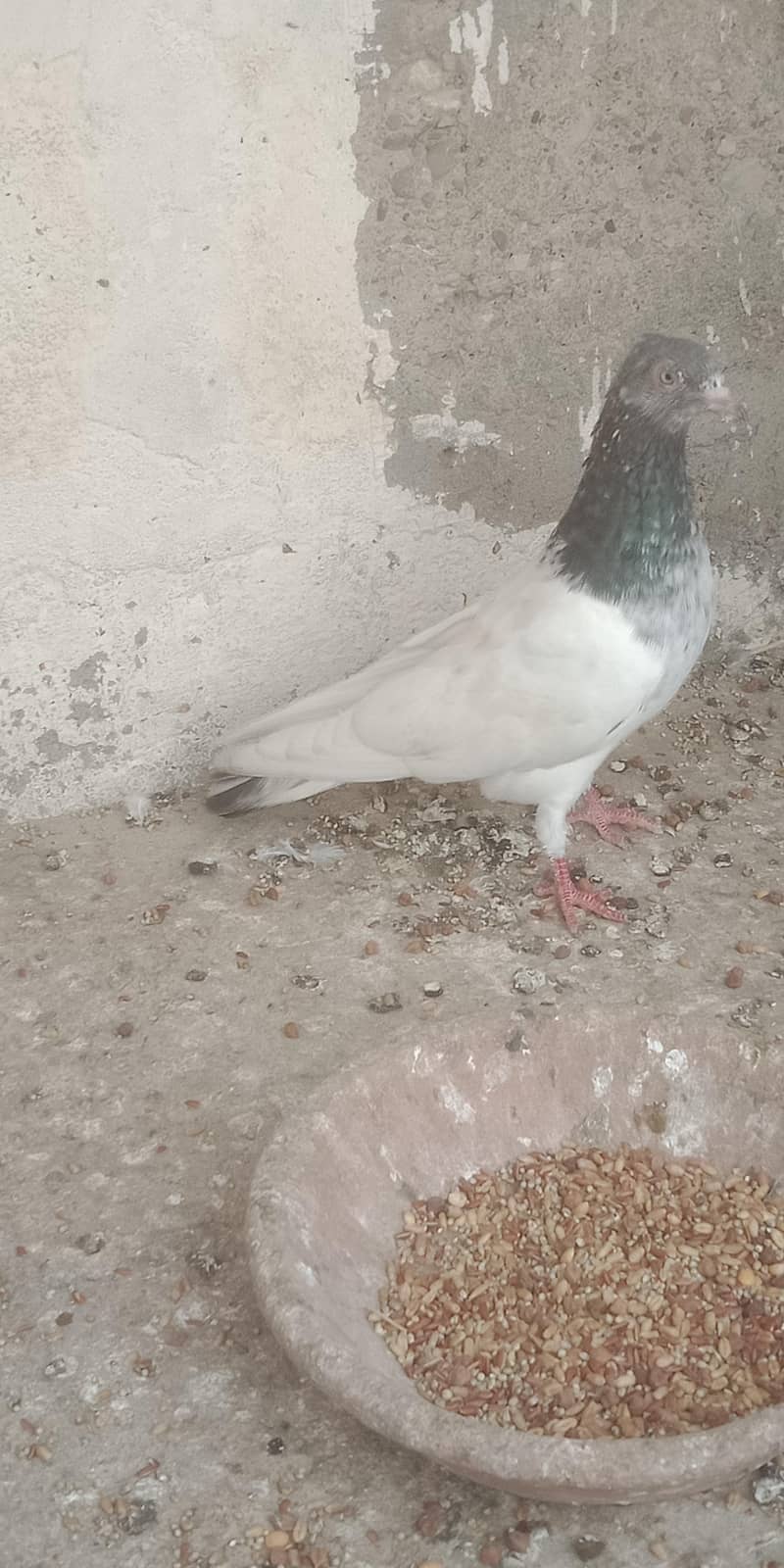 pigeon 9
