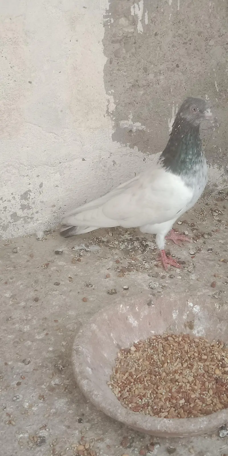 pigeon — photo 10