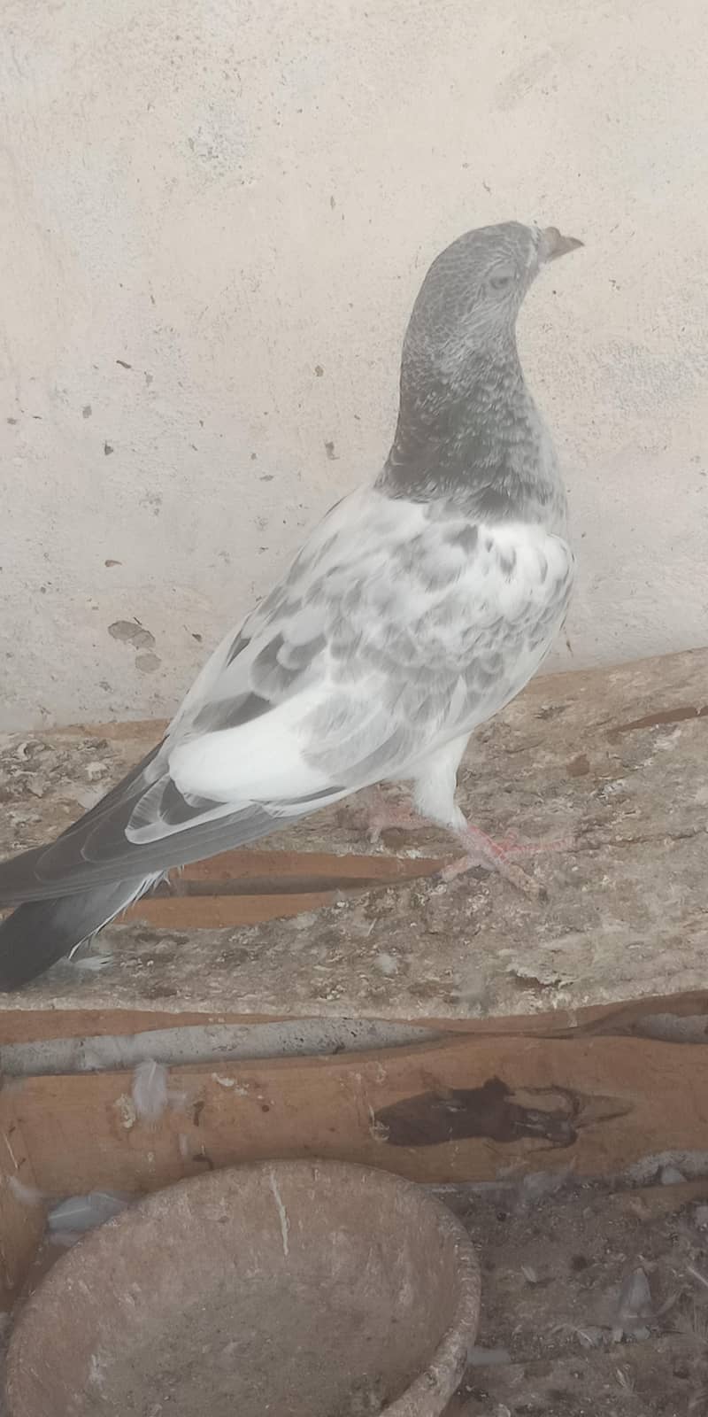 pigeon 10