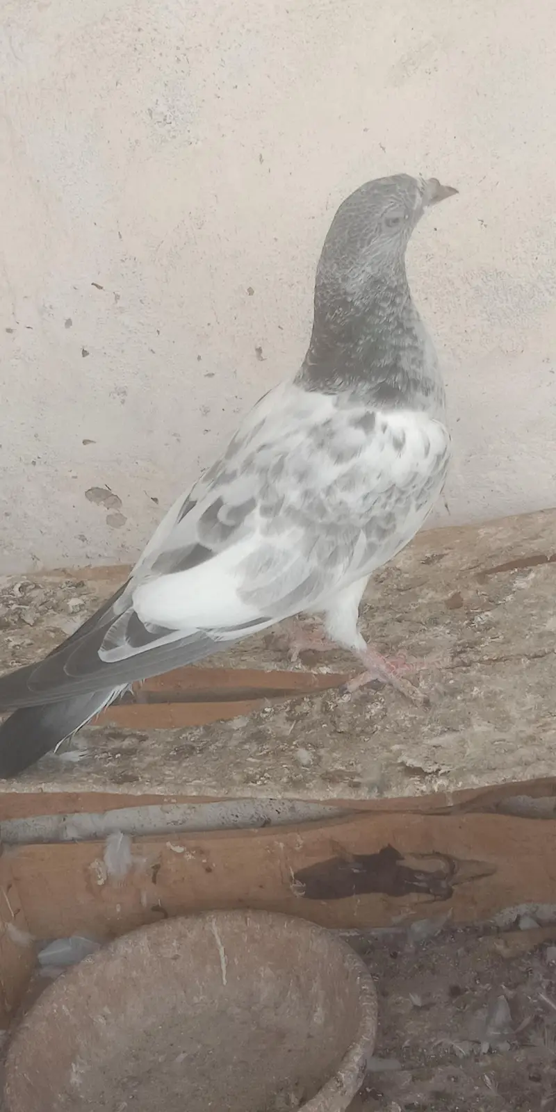 pigeon — photo 11