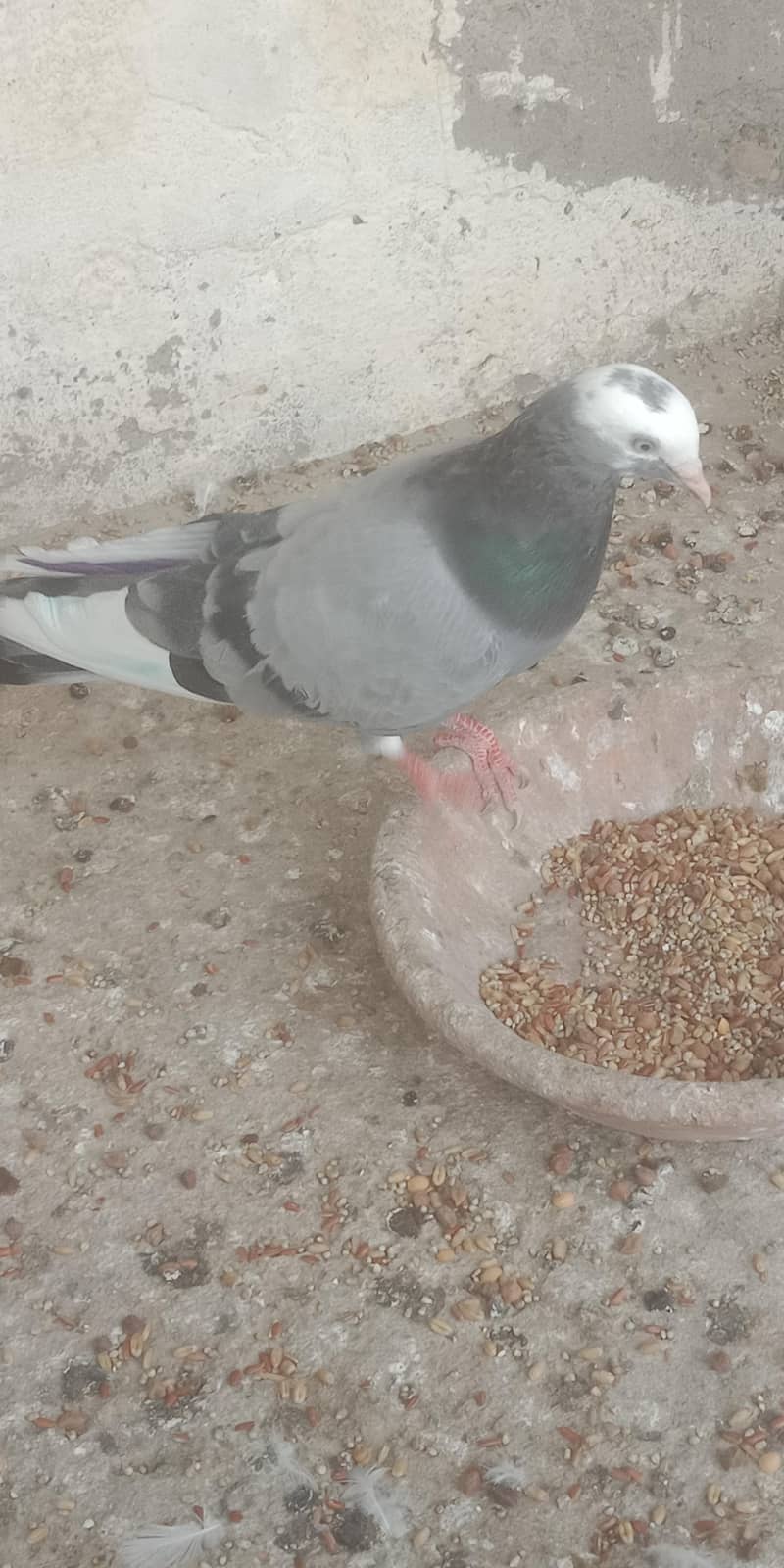 pigeon 11