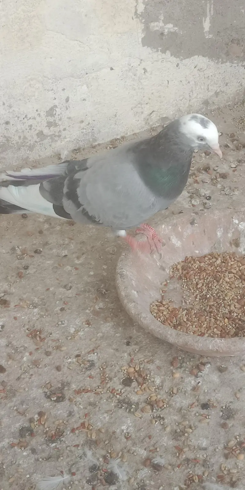 pigeon — photo 12