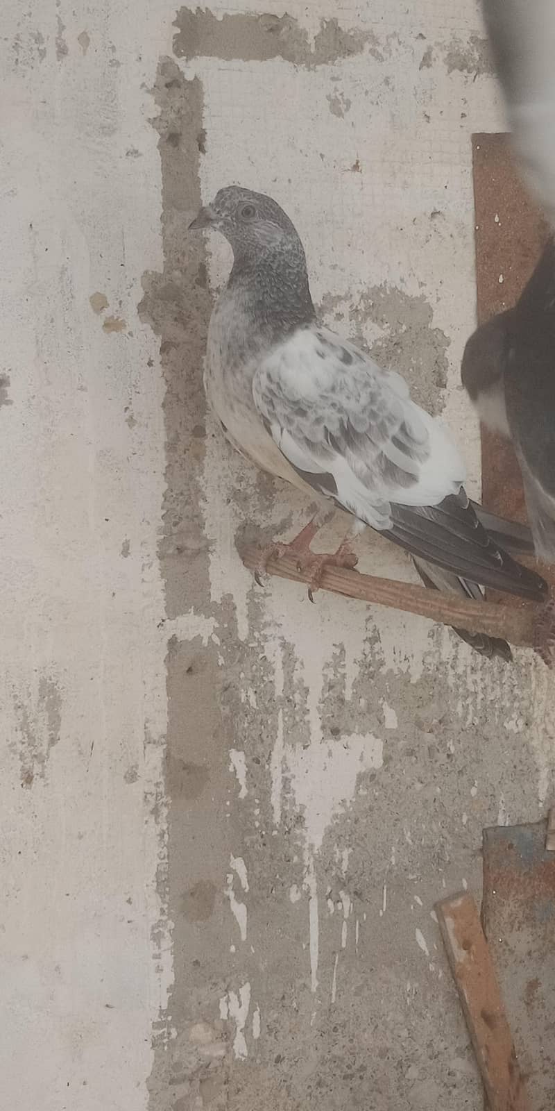 pigeon 12