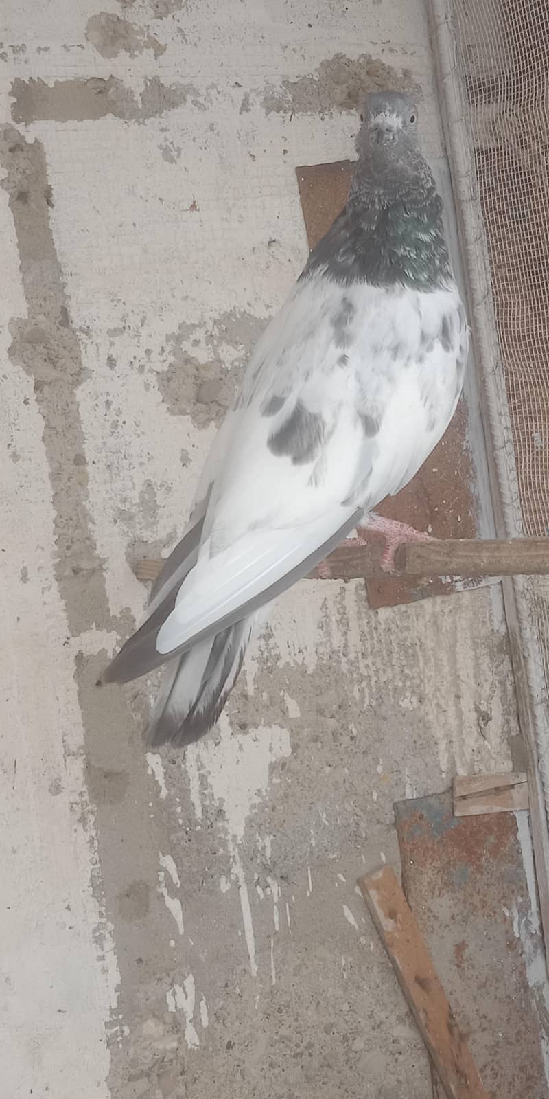 pigeon 13