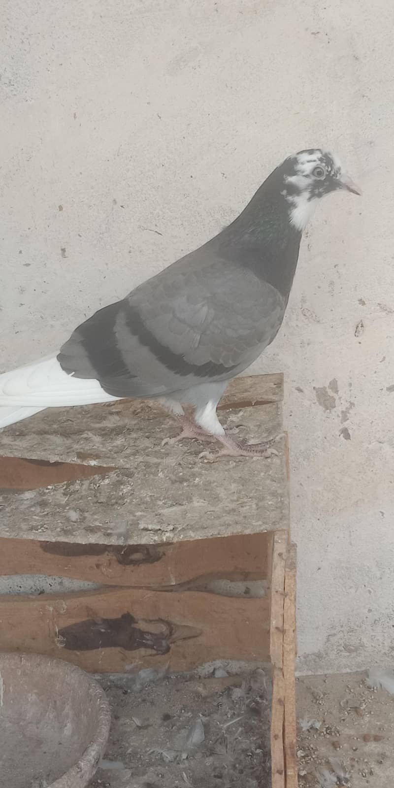 pigeon 14