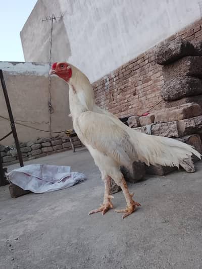 Heera Aseel