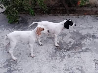 pair dogs for sale