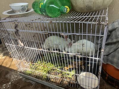 Red Eye Rabbit