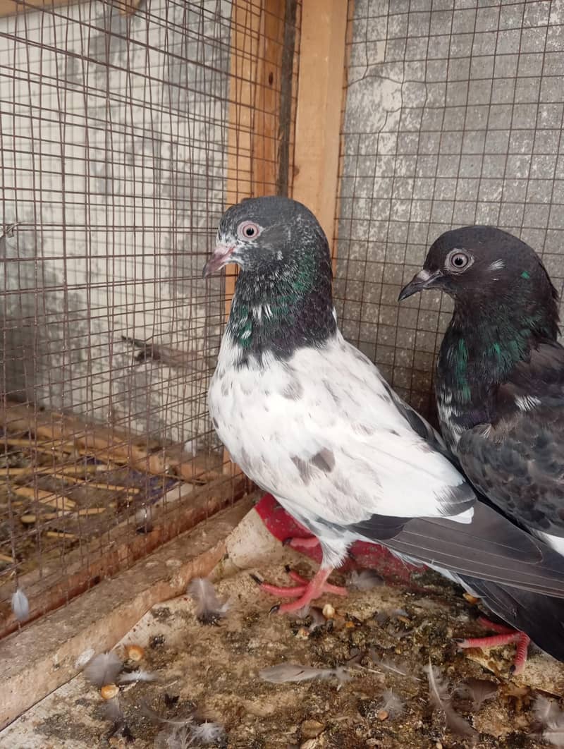 AAA Pigeons 1