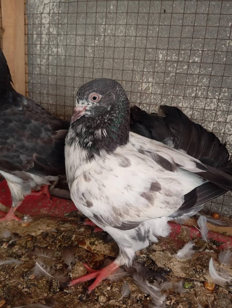 AAA Pigeons 2