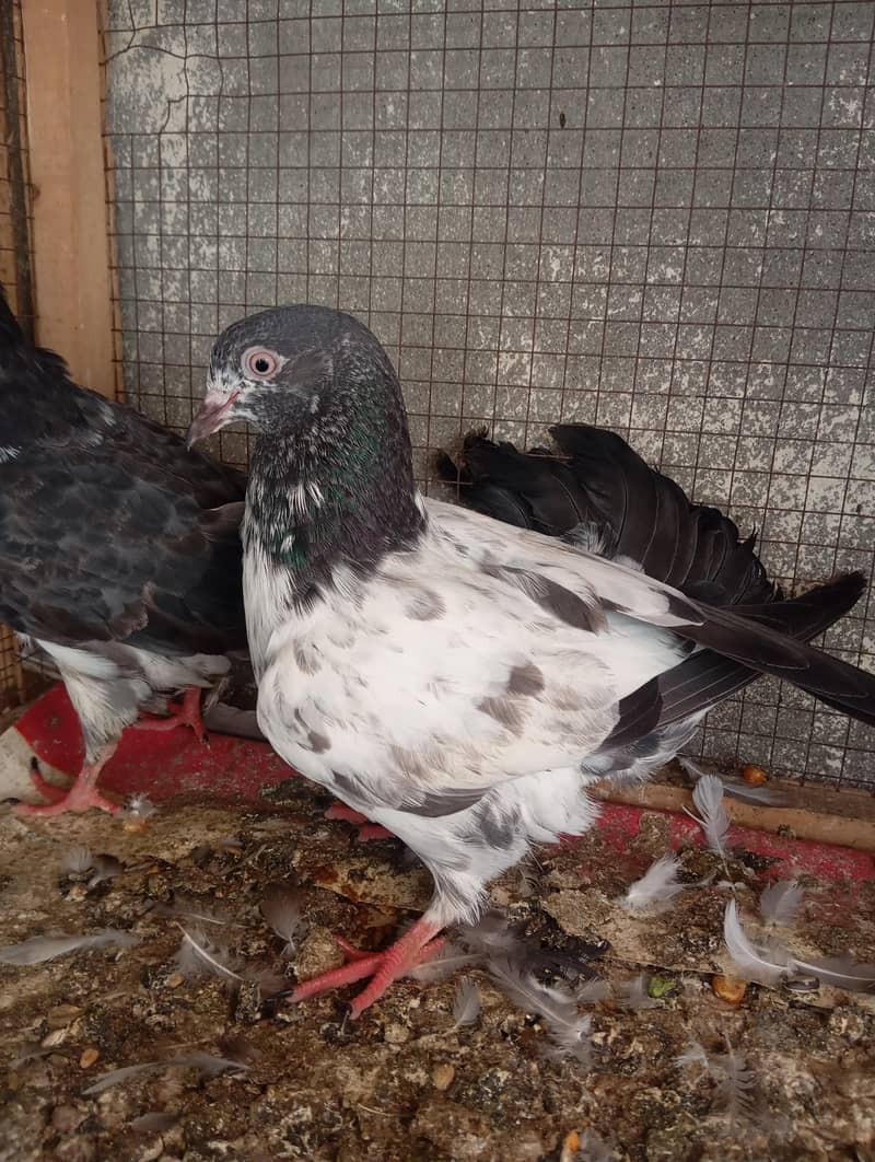AAA Pigeons 3