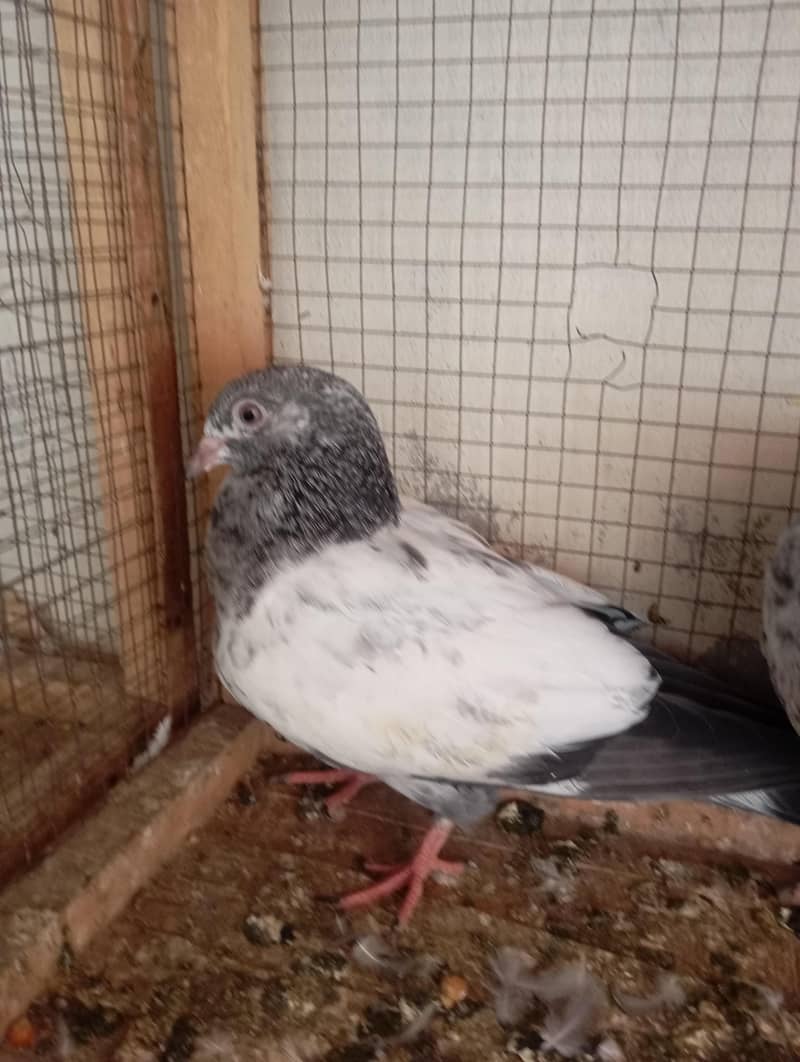 AAA Pigeons 5