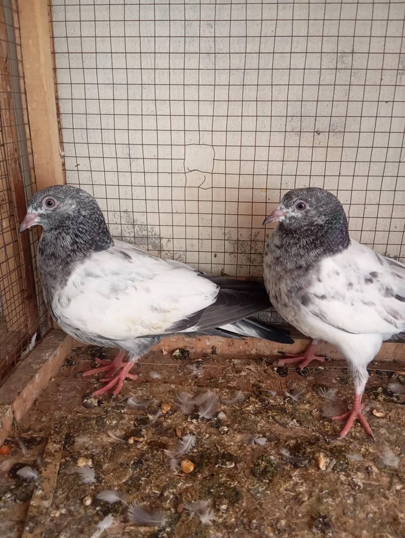 AAA Pigeons 6