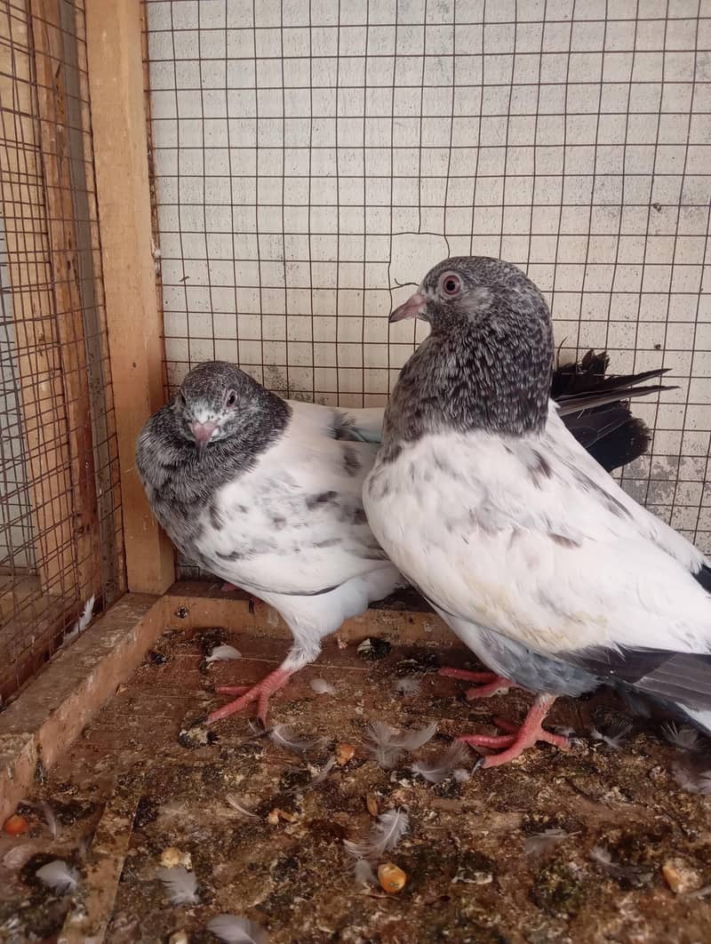 AAA Pigeons 7