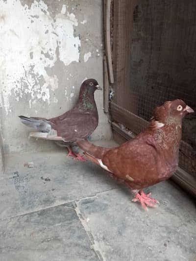 king pigeon
