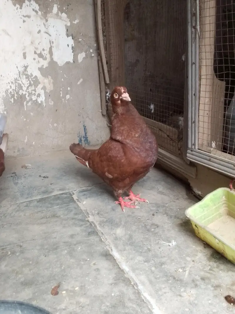 king pigeon — photo 2