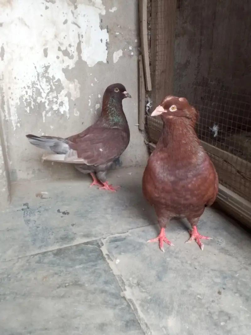 king pigeon — photo 3