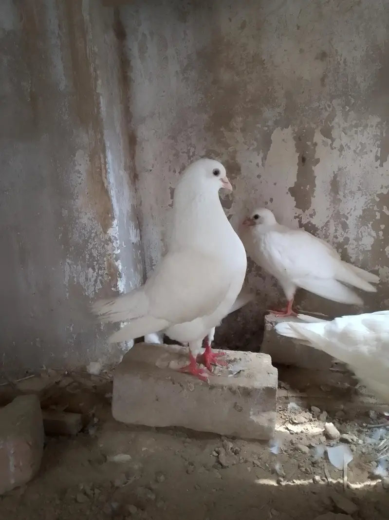 king pigeon — photo 4