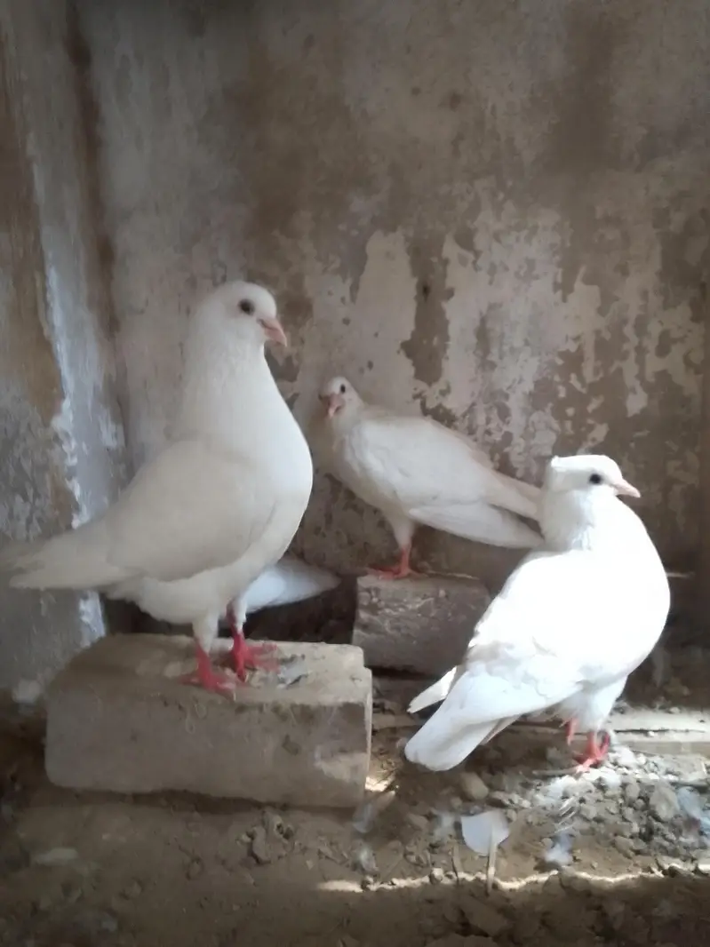 king pigeon — photo 5