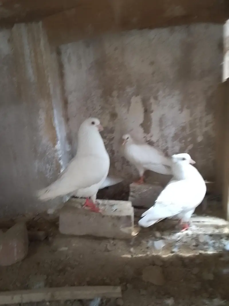 king pigeon — photo 6