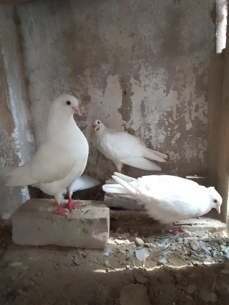 king pigeon — photo 7