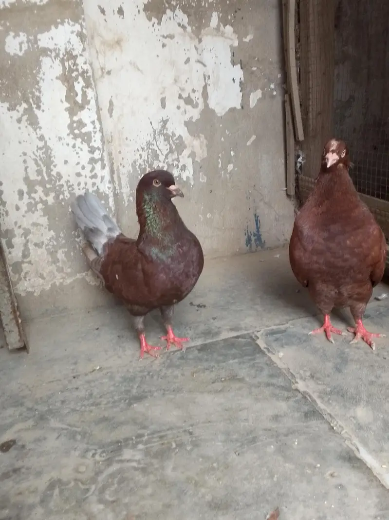 king pigeon — photo 8